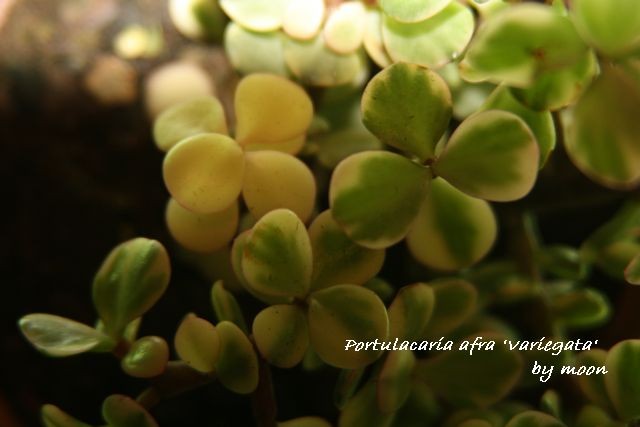 Portulacaria afra variegata